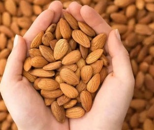 تارخچه بادام درختی